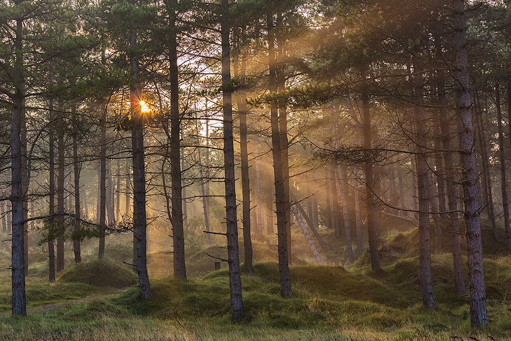 Sun Beams Shining through the Pine Trees at Dawn in the Forest in England