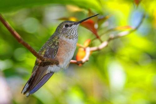 Bright Green Hummingbird sitting in a tree close up