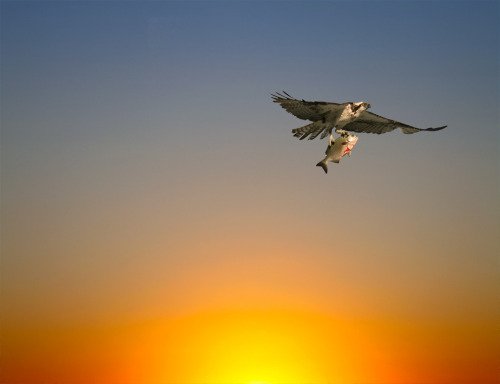 American Osprey with Fish in Talons flying a dawn sunrise