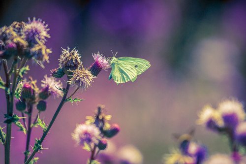 cabbage butterfly with purple thistle flowers in shallow depth of field