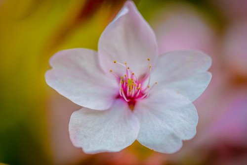 macro of cherry blossom flower with shallow depth of field