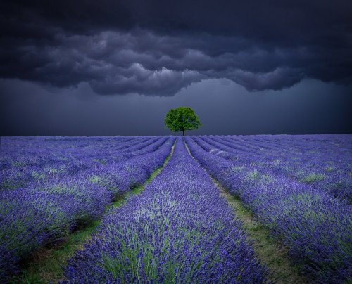 Lone tree in a lavender field with a stormy sky landscape with deep depth of field