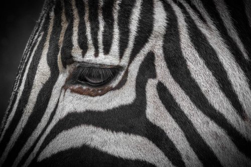 zebra close up fill frame compoition example animal wild stripes