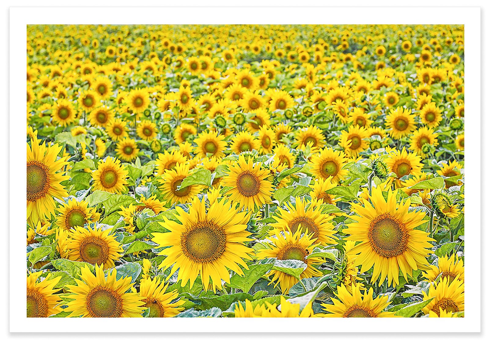 TZ Prints fine art landscape photograph field of sunflowers