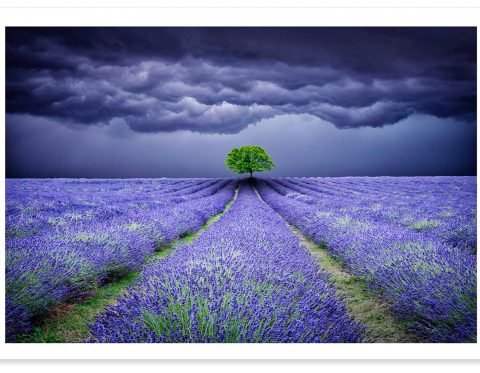 TZ Prints fine art landscape photograph lone tree in a lavender field under stormy clouds