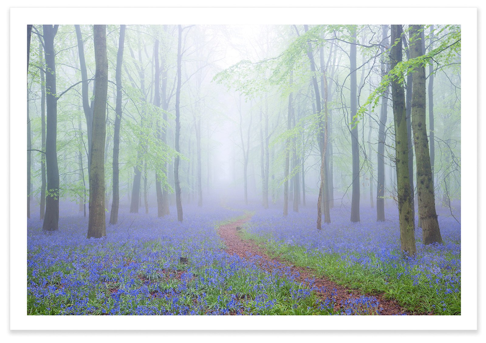 TZ Prints fine art landscape photograph bluebell forest foggy dawn mist in the forest