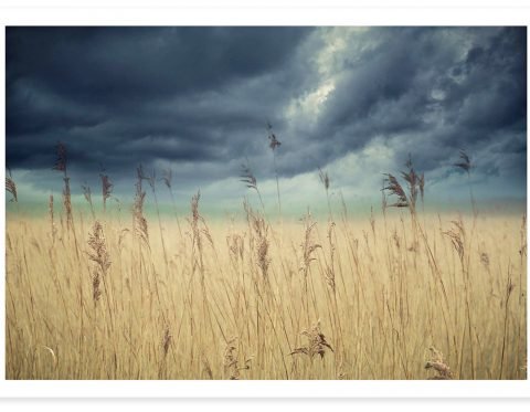 TZ Prints fine art landscape photograph ocean stormy sky and tall grasses